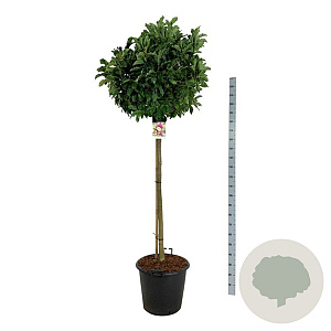 Magnolia 'Susan' 120 cm stam cont. 55L extra