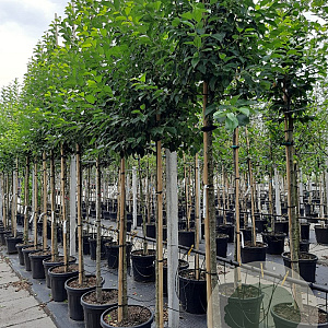 Malus 'Evereste' 12-14 HO container