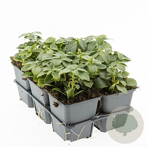 Pachysandra term. 'Green Carpet' GM P9