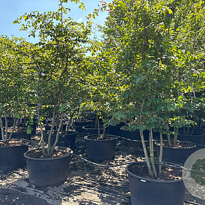 Parrotia persica 300-350 cm container