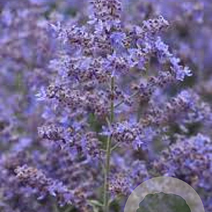 Perovskia atripl. 'Bluesette' GM P9
