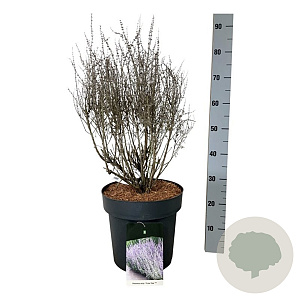 Perovskia atripl. 'Prime Time' 40-50 cm 15L