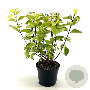 Philadelphus cor. 'Aureus' 30-40 cm 3,0L