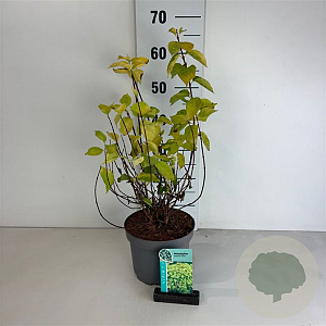 Philadelphus cor. 'Aureus' 40-50 cm 35L