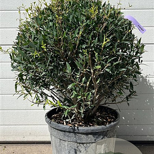Phillyrea angustifolia 35-40 cm 25L bol