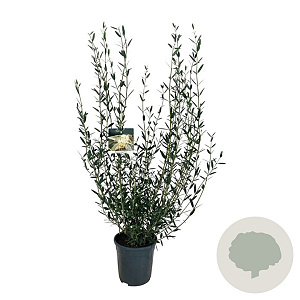 Phillyrea angustifolia 60-80 cm 6L