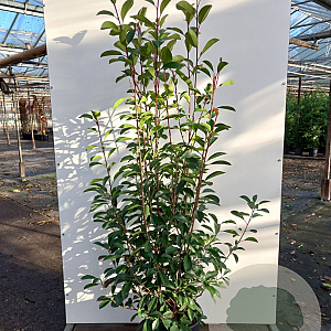 Photinia fraseri 'Red Robin' 150-175 cm 25L