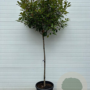 Photinia fraseri 'Red Robin' halfstam container