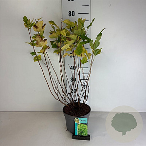 Physocarpus opulif. 'Dart's Gold' 50-60 cm 35L