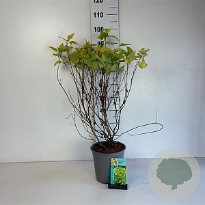 Physocarpus opulif. 'Dart's Gold' 60-80 cm cont. 65L