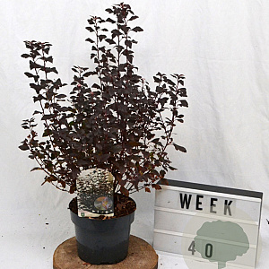 Physocarpus opulif. Little Joker 40-60 cm 3,0L
