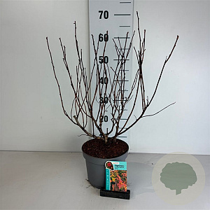 Physocarpus opulif. Magic Ball 40-50 cm 35L