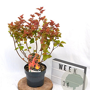 Physocarpus opulif. Magic Ball 40-60 cm 3,0L