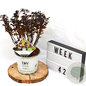 Physocarpus opulif. Tiny Wine 40-60 cm 3,0L