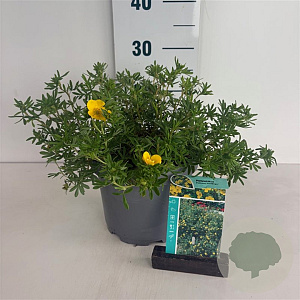 Potentilla f. 'Goldfinger' 30-40 cm 3,5L