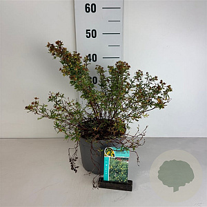 Potentilla f. 'Goldfinger' 30-40 cm 3,5L