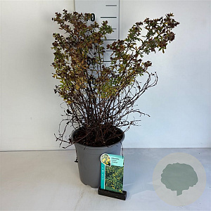 Potentilla f. 'Goldfinger' 30-40 cm 6,5L