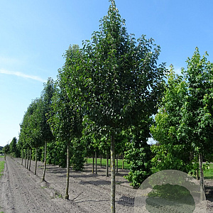 Pyrus calleryana 'Chanticleer' 18-20 HO volle grond