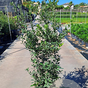 Quercus ilex 125-150 cm 30L
