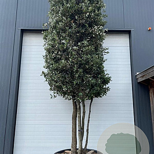 Quercus ilex 400-425 cm cont. 450L meerstammig cilinder