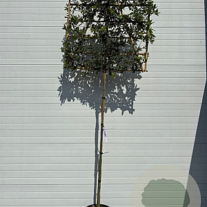 Quercus ilex 8-10 HO container 200 cm stam lei 120x120