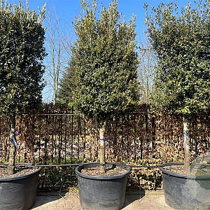 Quercus ilex GM container solitair