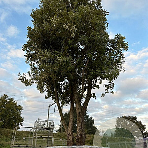 Quercus ilex GM container meerstammig solitair