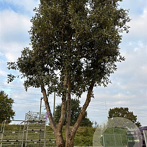 Quercus ilex GM container meerstammig solitair