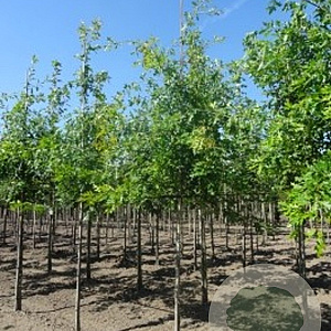 Quercus palustris 16-18 HO volle grond