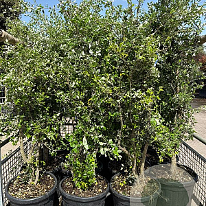 Quercus suber 150 cm container meerstammig