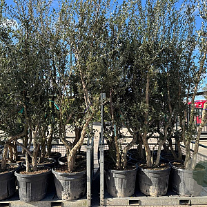 Quercus suber 200-300 cm cont. 110L meerstammig