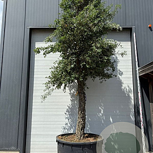 Quercus suber hoogstam container solitair