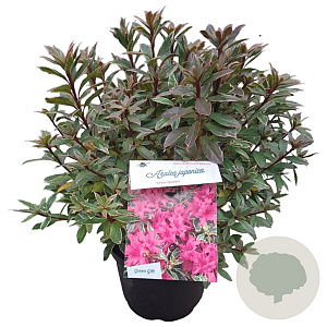 Rhododendron (AJ) 'Silver Queen' 25-30 cm 4,0L
