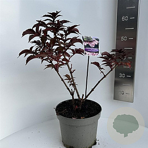 Sambucus nigra Black Tower 40-50 cm 5,0L