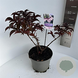 Sambucus nigra Black Tower 40-50 cm 5,0L