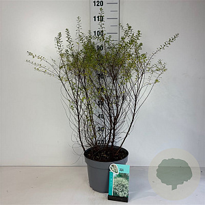 Spiraea arguta 60-80 cm 10L
