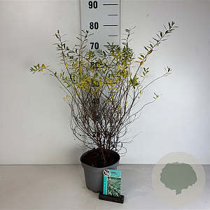 Spiraea cinerea 'Grefsheim' 50-60 cm 35L