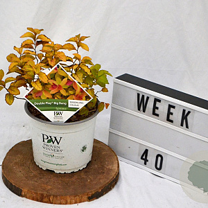 Spiraea Double Play Big Bang 40-60 cm 3,0L