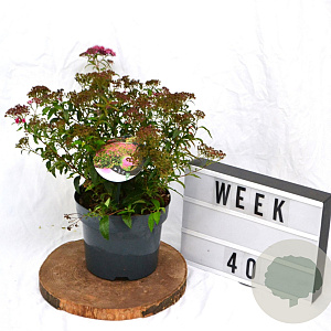 Spiraea jap. 'Anthony Waterer' 40-60 cm 3,0L