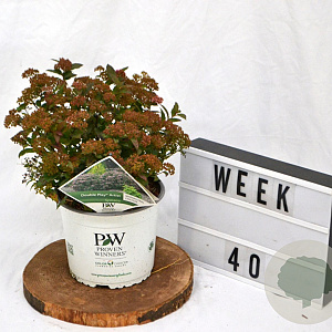 Spiraea jap. Double Play Artist 40-60 cm 3,0L