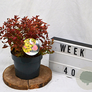 Spiraea jap. 'Firelight' 40-60 cm 3,0L