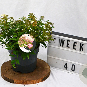 Spiraea jap. 'Genpei' 40-60 cm 3,0L