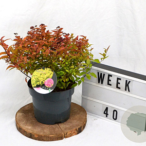 Spiraea jap. 'Goldflame' 40-60 cm 3,0L