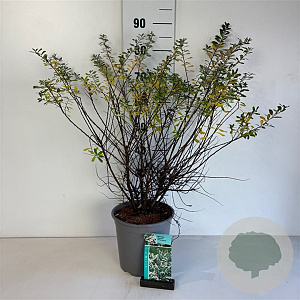 Spiraea nipp. 'Snowmound' 50-60 cm 6,5L