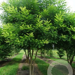 Styphnolobium japonicum 14-16 HO volle grond