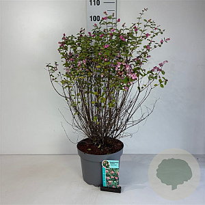Symphoricarpos d. 'Mother of Pearl' 50-60 cm 10L