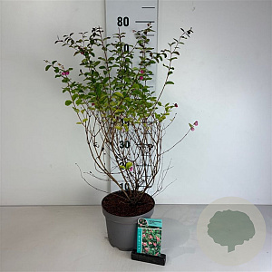 Symphoricarpos d. 'Mother of Pearl' 50-60 cm 35L