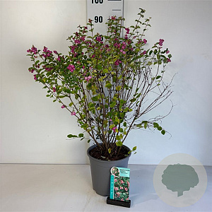 Symphoricarpos d. 'Mother of Pearl' 60-80 cm cont. 65L
