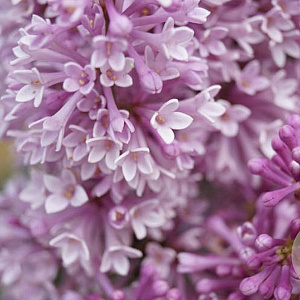 Syringa (V) 'Royalty' 50-60 cm met kluit
