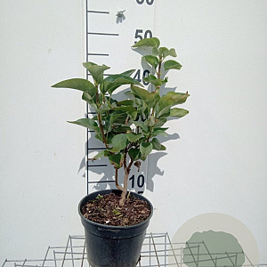 Syringa vulgaris 30-40 cm 3,0L